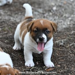 Waffles - White and tan male Russell Terrier puppy in Citra, Florida from Butterball Kennel