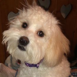 Darla - Goldendoodle