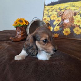 Mini Mouse - Piebald female Dachshund puppy in Surprise, Arizona from Codie's Dachshunds