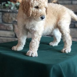 Goldendoodle, Poodle, Aussiedoodle, and Saint Berdoodle Puppies from Rocky Ridge Ranch