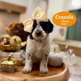 Crayola - Black and white female Bernedoodle puppy in Jackson, Mississippi from T.M. Poodles & Doodles