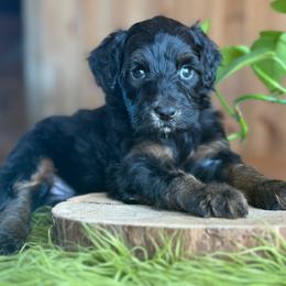 Kade Sonnier - Black phantom male Aussiedoodle puppy in Lancaster, Minnesota from Finney Ranch