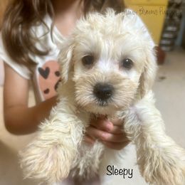 Sleepy - White female Schnoodle puppy in Sedalia, Missouri from Farmer Brown's Puppies