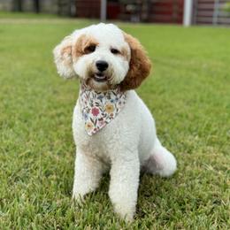 Salsa - Goldendoodle