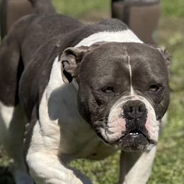 Moon - American Bulldog