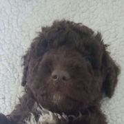 Mr. Orange - Brown Spanish Water Dog puppy in Staunton, Virginia from Spinaz de Can