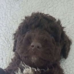 Mr. Orange - Brown Spanish Water Dog puppy in Staunton, Virginia from Spinaz de Can