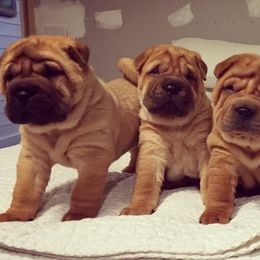 Chinese Shar-Pei Puppies from Polka Pei Chinese Shar Pei