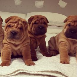 Chinese Shar-Pei Puppies from Polka Pei Chinese Shar Pei