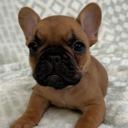 Ruby - Fawn female French Bulldog puppy in Germantown, Ohio from LaBelle Bulldogs