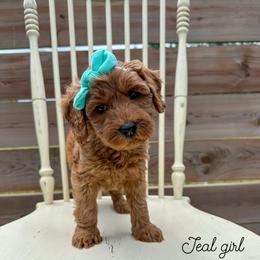 Teal girl - Apricot female Australian Labradoodle puppy in Chelsea, Michigan from Michigan Labradoodles