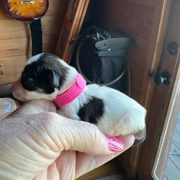 Minnie Mouse - Parti female Miniature Schnauzer puppy in Elk Grove, California from Meuser's Miniature Schnauzers