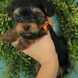 Kovu - Chocolate, tan and white male Yorkshire Terrier puppy in Sacramento, California from Pretty Li'l Yorkies