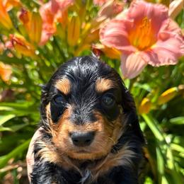 Mickey - Black and tan male Dachshund puppy in Cave City, Kentucky from Mammoth Cave Dachshunds