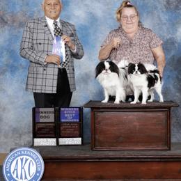Chihuahua and Japanese Chin All Grown Up from Gift of Gods Favor