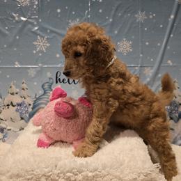 White Collar - Apricot female Poodle puppy in Vass, North Carolina from Dakliff Standard Poodles