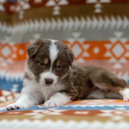 Phoenix - Red tri-color male Australian Shepherd puppy in Lakewood, Colorado from Skyray Aussies