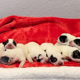 Anatolian Shepherd Dog and Australian Cattle Dog Puppies from 4D Cattle Dogs