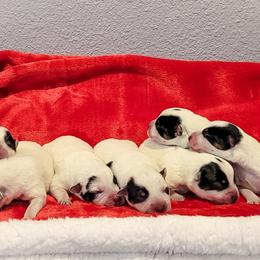 Anatolian Shepherd Dog and Australian Cattle Dog Puppies from 4D Cattle Dogs
