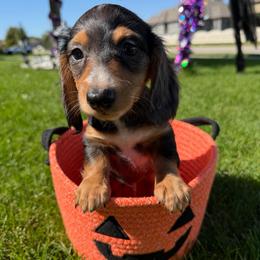 AKC - Zippy - Dapple male Dachshund puppy in Omaha, Nebraska from Colorful Dachshunds