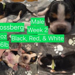 Mossberg Green Male - Black red and white male Beagle puppy in Bemidji, Minnesota from Nse Farms Beagles