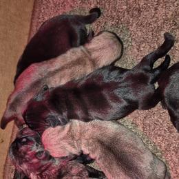 Black male 1 - Black male Pug puppy in Fitzwilliam, New Hampshire from Kayla's Pugs