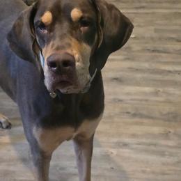 Kymberr - Chocolate female Great Dane puppy in Prairieville, Louisiana from Southern Barron Danes & Dachshunds