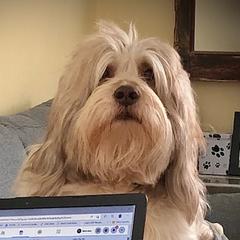 Opie - Polish Lowland Sheepdog