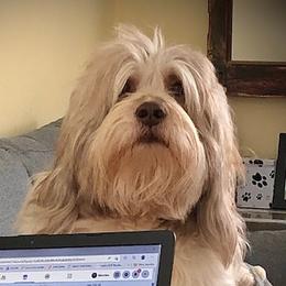 Opie - Polish Lowland Sheepdog