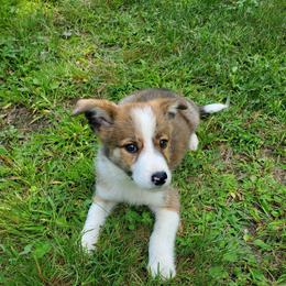 Dixie- Yellow Collar - Brindle female Border Collie puppy in Chester, Vermont from Countryside Border Collies