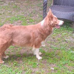 Cricket - Border Collie