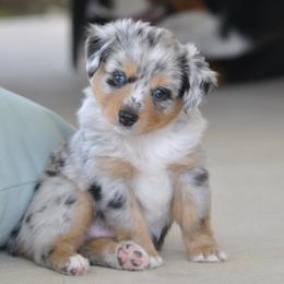 Miniature American Shepherds and Toy Australian Shepherds from Roeboat Aussies