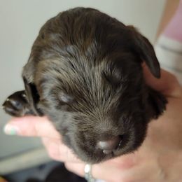 Labradoodle Puppies from Molly’s Doodles