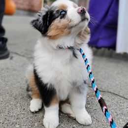 Miniature American Shepherds from Willow Ranch Minis