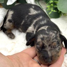 Dawson - Dapple male Dachshund puppy in Exeter, California from Sawtooth Miniature Dachshunds