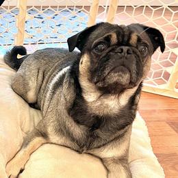 Companion Crosses from Love Bugg Pups
