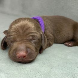 Female 4 - Chocolate female Dachshund puppy in Birmingham, Alabama from LongBottomDachshunds