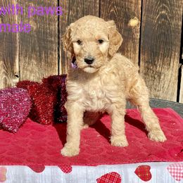 Goldendoodle and Poodle Puppies from Grand Valley Goldendoodles
