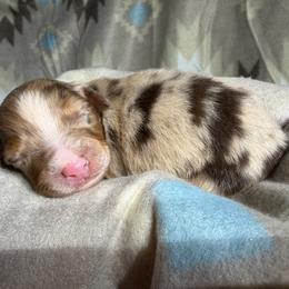 Girl 2-Red Merle - Red merle female Australian Shepherd puppy in Mayfield, Kentucky from Hamilton Farms