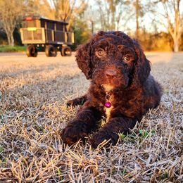 Goldendoodle Puppies from Lucky's Doodlez