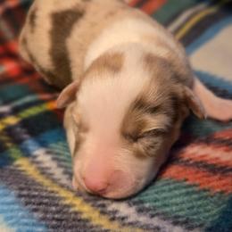Chilly - Red merle female Australian Shepherd puppy in Russellville, Kentucky from Page Family Homestead