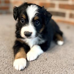 Tucker (AKC and ASDR) - Black tri male Miniature American Shepherd puppy in Stockton, Missouri from Kizmit Farmz