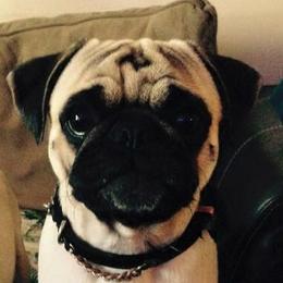 Roo Roo - Pug