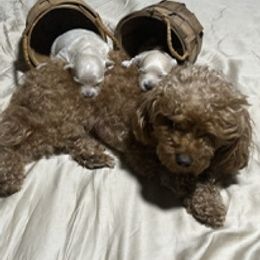 Maltipoos from William's Maltipoos