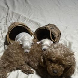 Maltipoos from William's Maltipoos
