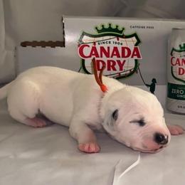 Canada Dry - White and black male Dalmatian puppy in Des Moines, Iowa from Spot Splattered Dalmatians