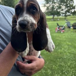 Basset Hound Puppies from Tia Blystone