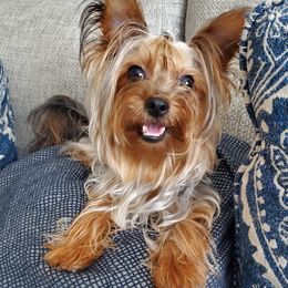 Cookie - Yorkshire Terrier