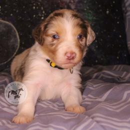 Optimus Prime - Red merle male Australian Shepherd puppy in Colorado Springs, Colorado from Dawn 2 Dusk Ranch