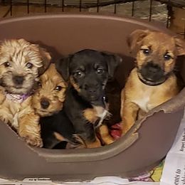 American Hunt Terrier and Russell Terrier Puppies from Bare Bottom Farms